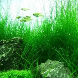 Eleocharis acicularis