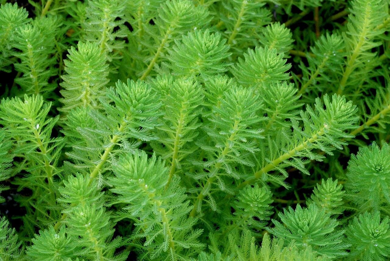 Utilisation en paludarium (emersé / semi-aquatique) Zone idéale : bord d’eau, racines en substrat humide ou pied légèrement immergé, tiges émergées Lumière & humidité : forte luminosité et hygrométrie élevée pour des feuilles denses et plumeuses Substrat : riche et humide (mélange sol technique/terreau aquatique + sable), circulation d’eau douce appréciée Croissance : rapide ; accepte très bien la taille et le bouturage (couper au-dessus d’un nœud et repiquer) Myriophyllum Aquaticum