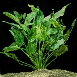 Echinodorus cordifolius var. Marble Queen