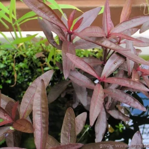 Alternanthera sessilis