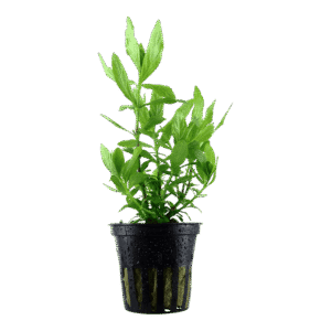 Hygrophila polysperma