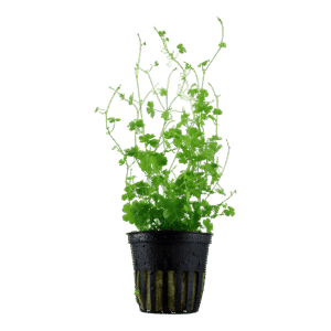 Hydrocotyle tripartita