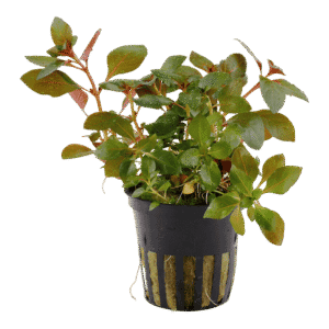 Ludwigia repens 'Rubin'