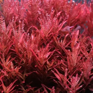 Rotala rotundifolia Red