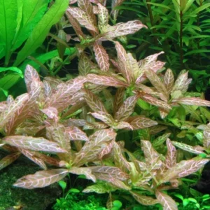 Hygrophila polysperma 'Rosanervig'