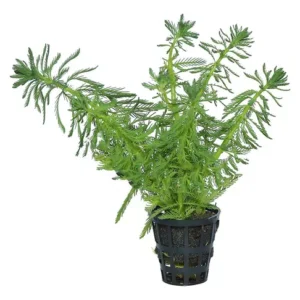 Myriophyllum Aquaticum
