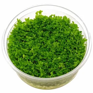 Glossostigma elatinoides