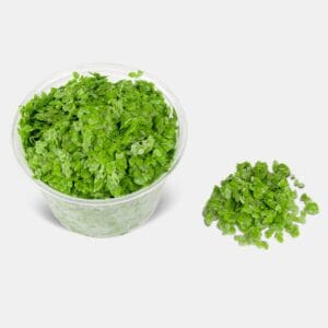 Lemna Minor (Lentille d'eau)