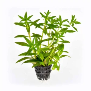 Limnophila Aromatica