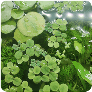 Plantes Flottantes