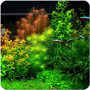 Plantes d'arrière-plan