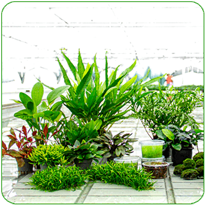 Toutes les plantes d'aquarium