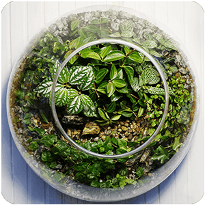 Plantes pour Terrarium et paludariums