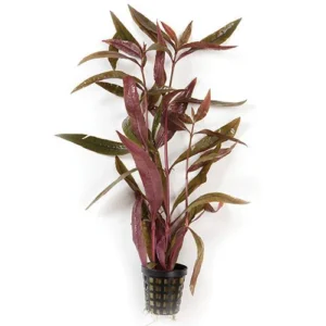 Alternanthera sessilis