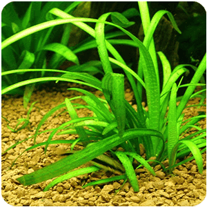 Plantes de Premier Plan