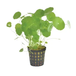 Hydrocotyle verticillata