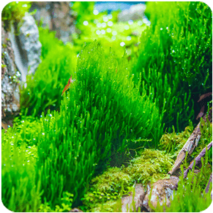 Mousses pour Aquarium