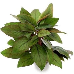 Alternanthera Red Broad Leaf